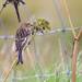 Twite