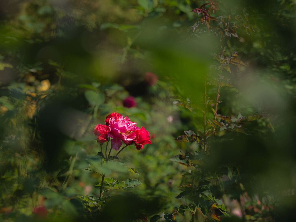 The Last Rose Of Summer by haskar