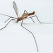 Crane Fly