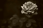 22nd Sep 2024 - Rose