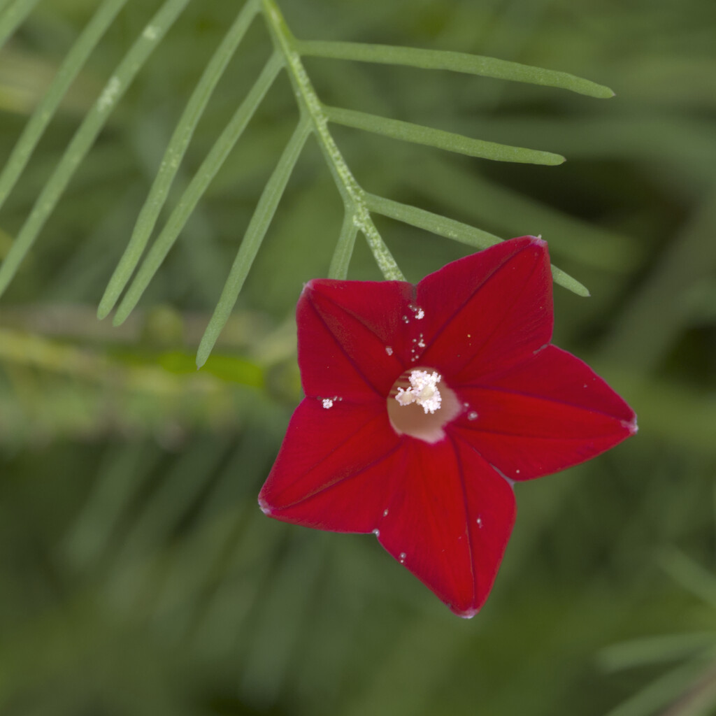 Cardinal climber by peachfront