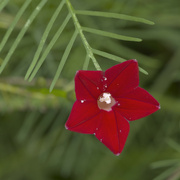 22nd Sep 2024 - Cardinal climber