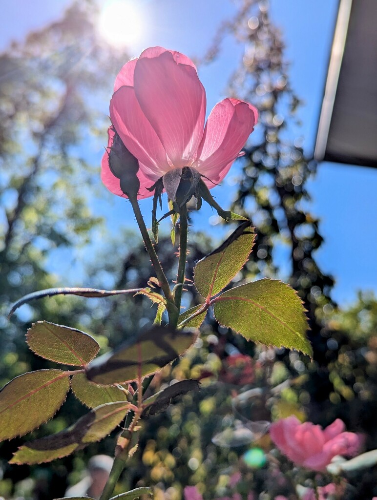 Sunlit Blossom by veronicalevchenko