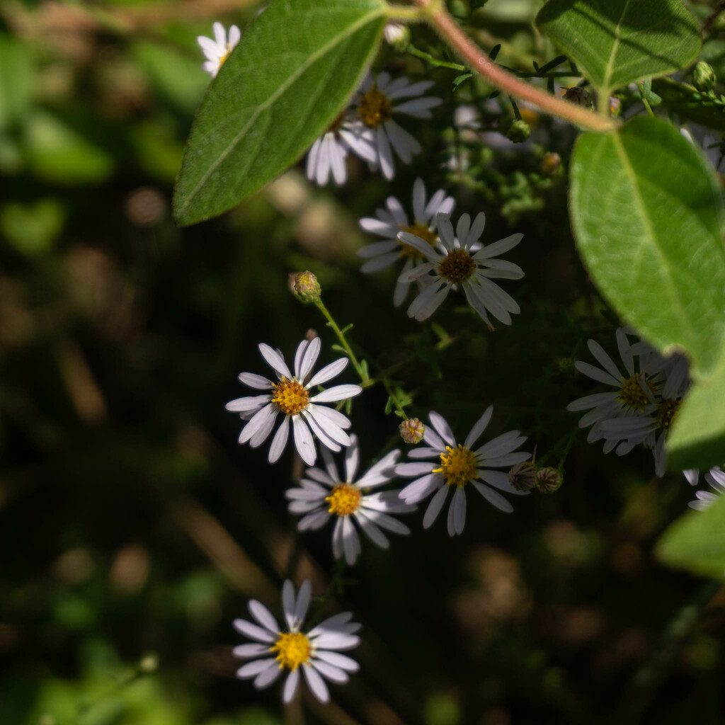 Asters by randystreat