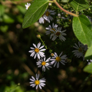 20th Sep 2024 - Asters