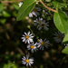 Asters