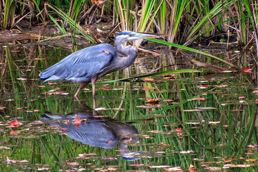 A blue heron at my local park. by batfish