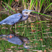 A blue heron at my local park.