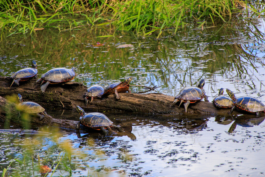 Turtles! by batfish