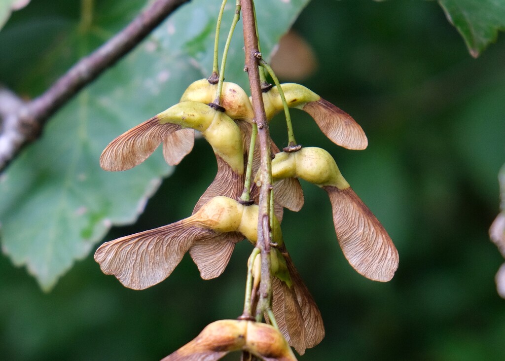 tree seeds by kametty