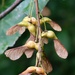 tree seeds