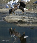 20th Sep 2024 - Fight for Dinner