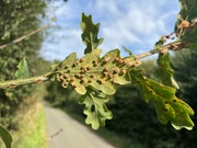 16th Sep 2024 - Oak leaf