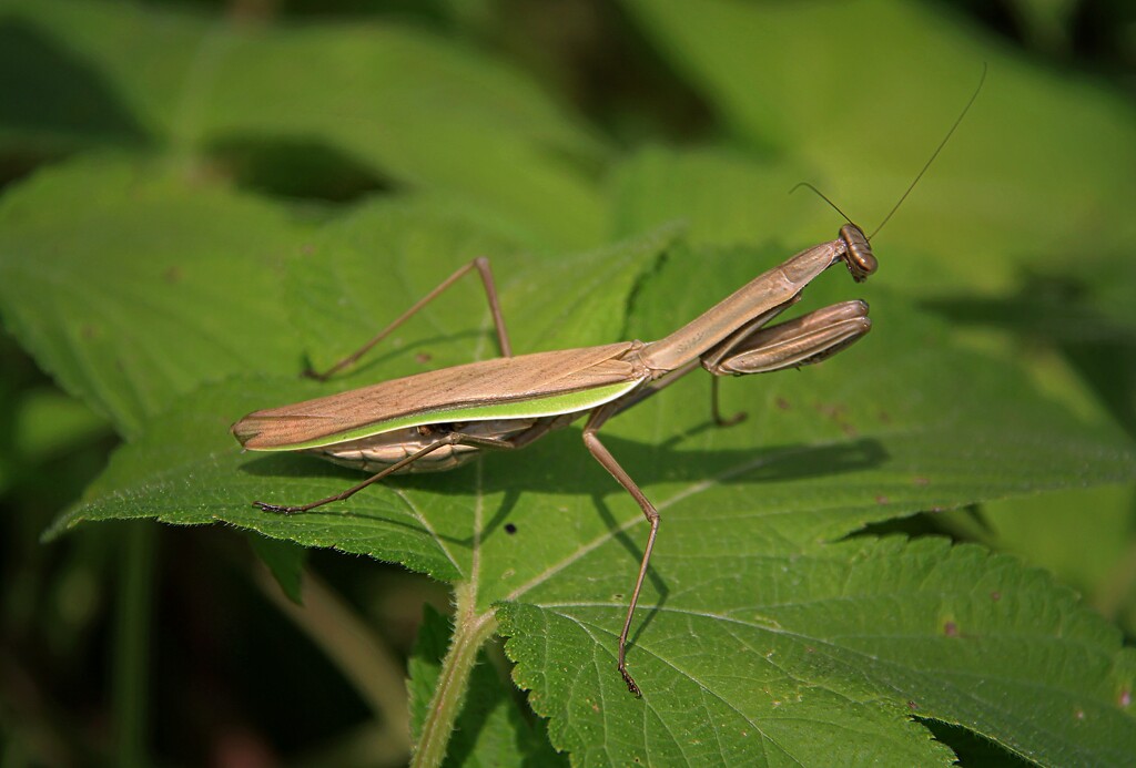 Praying Mantis by digitalrn