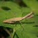 Praying Mantis