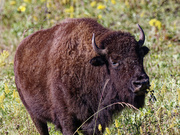 21st Sep 2024 - bison 