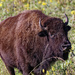 bison 