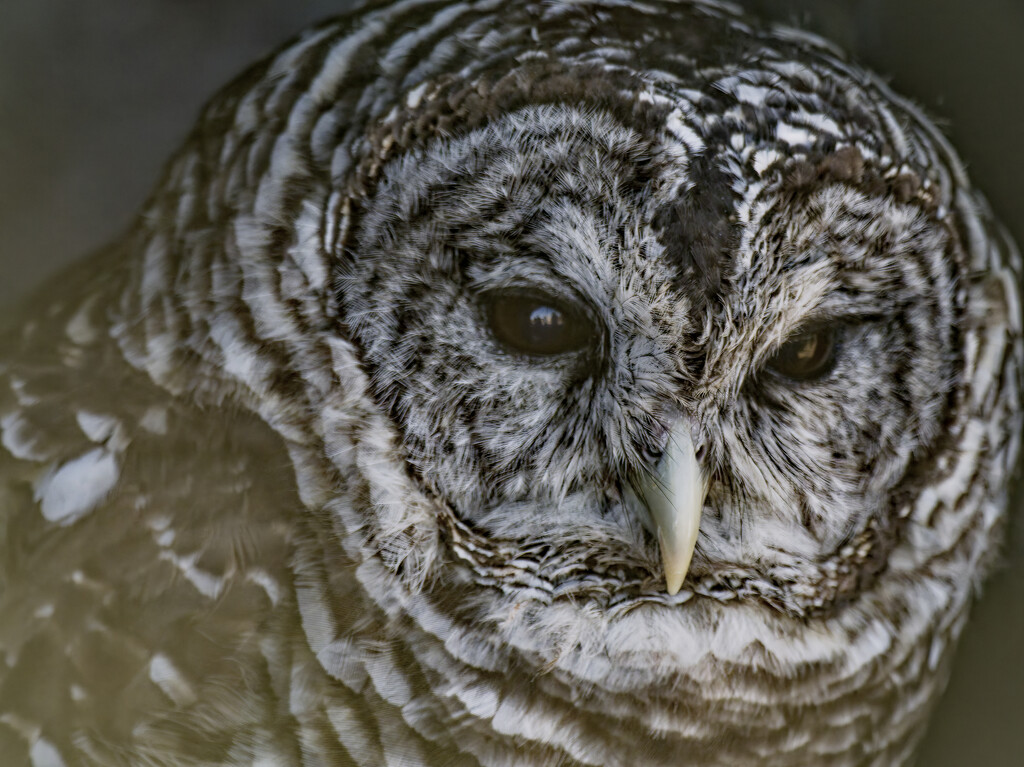 barred owl by rminer