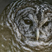 barred owl