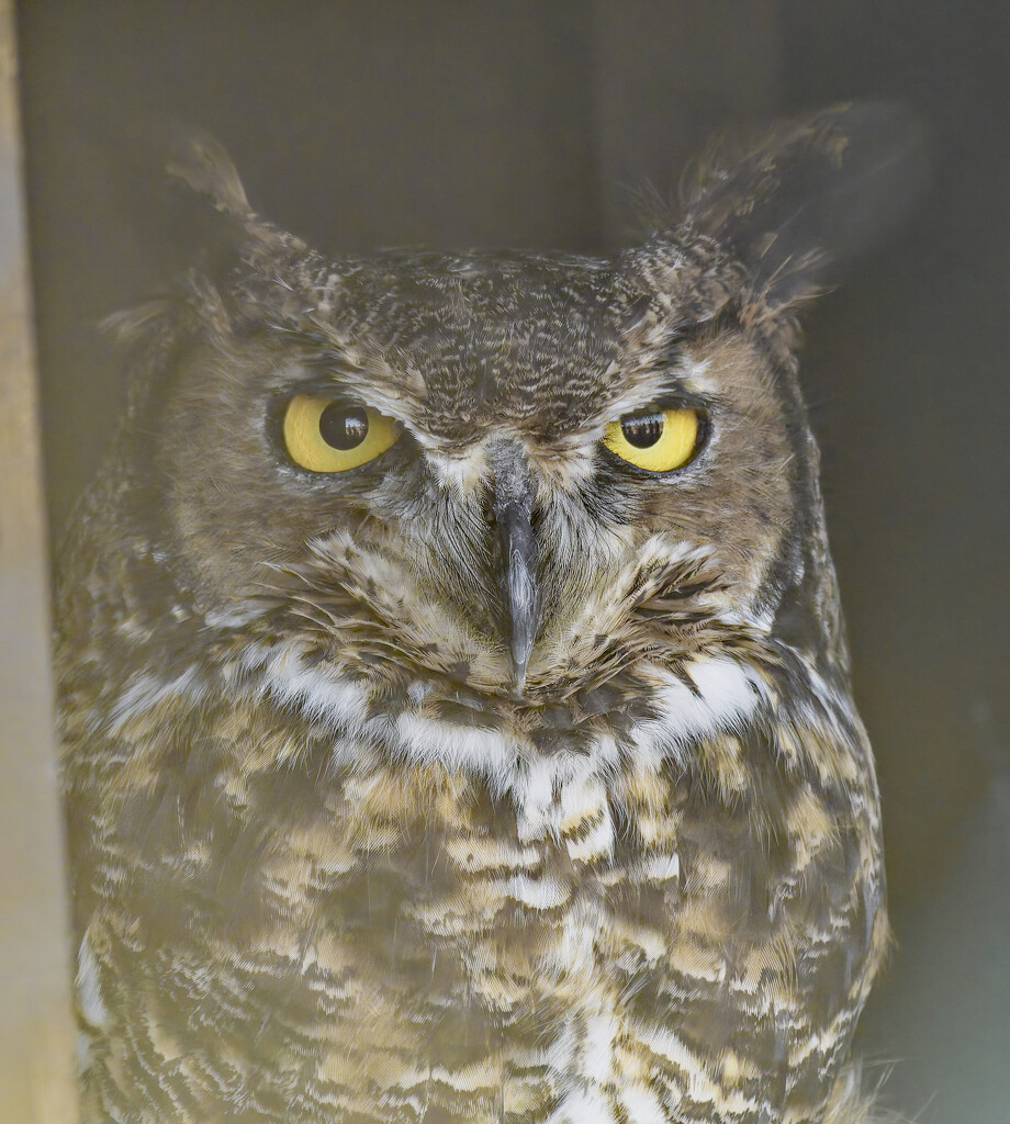 great horned owl by rminer