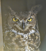 21st Sep 2024 - great horned owl