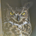 great horned owl