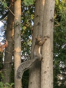 22nd Sep 2024 - Climbing the Cedar