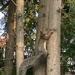 Climbing the Cedar