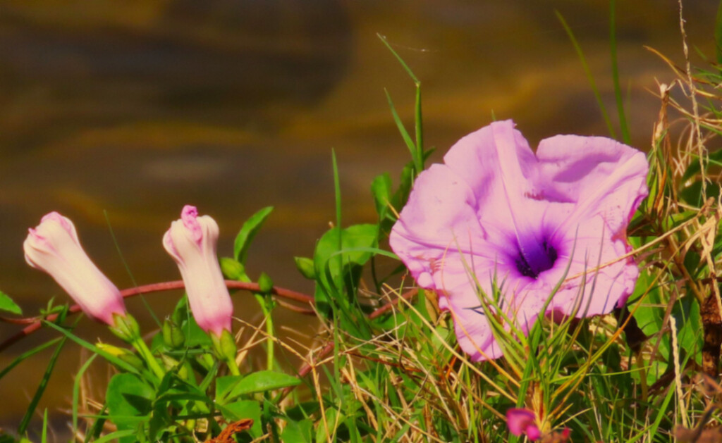 Close Up Of A Wildflower ~ by happysnaps