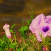 Close Up Of A Wildflower ~