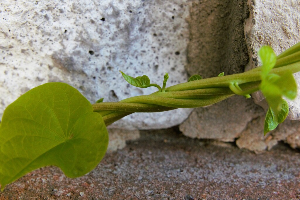 Long and Winding Vine by photohoot