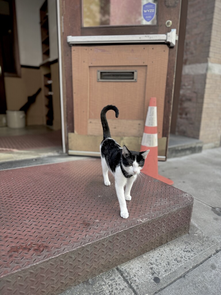 Temple Cat! by blackmutts