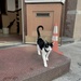 Temple Cat!