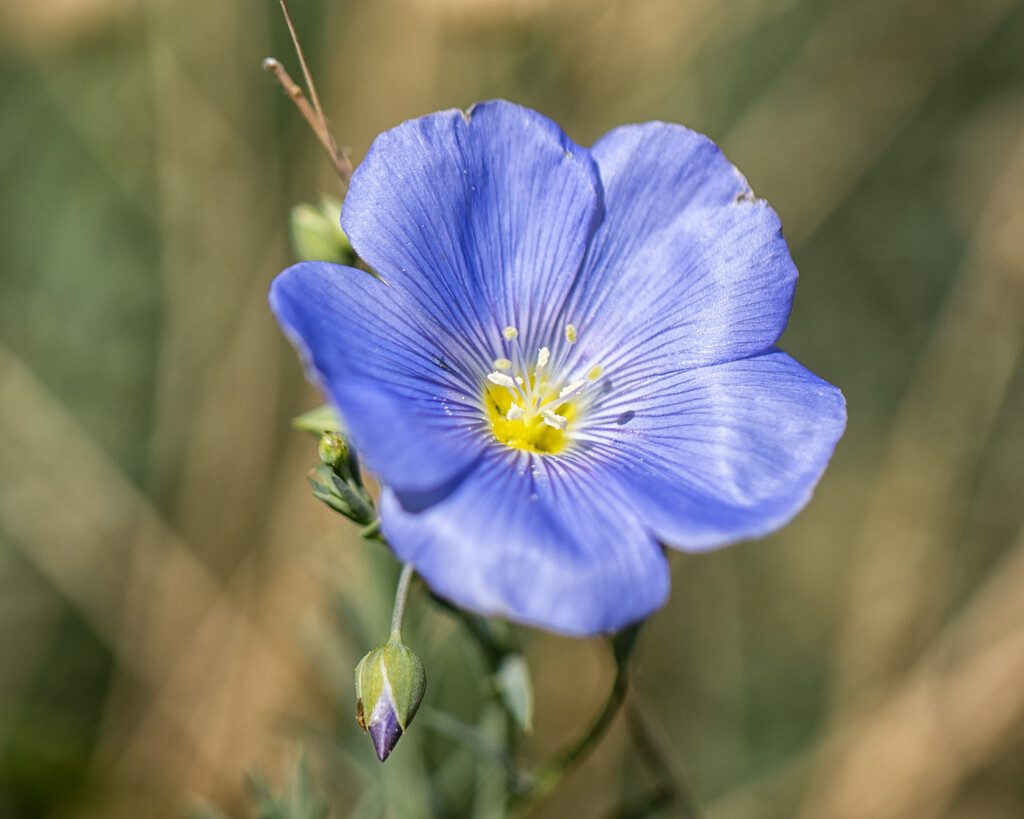 September flax by aecasey