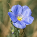 September flax