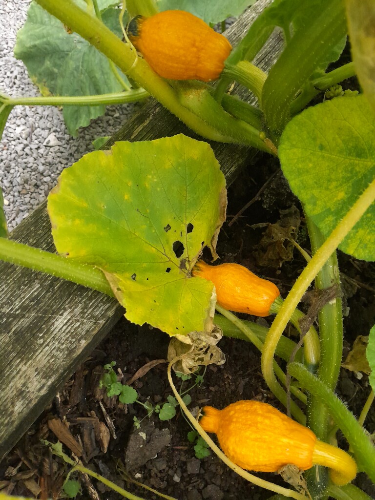 courgettes by anniesue