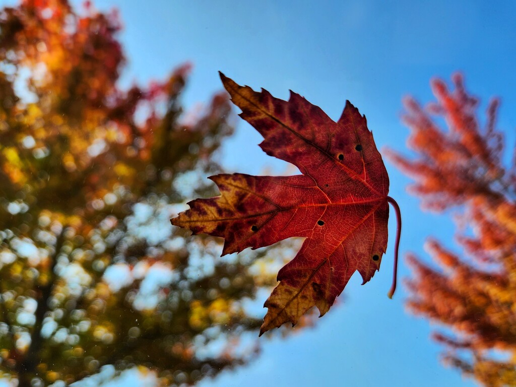 Illusion of Autumn by ljmanning