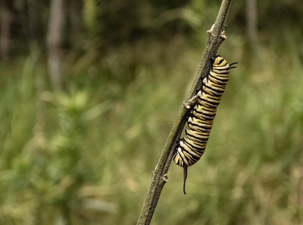 monarch by koalagardens