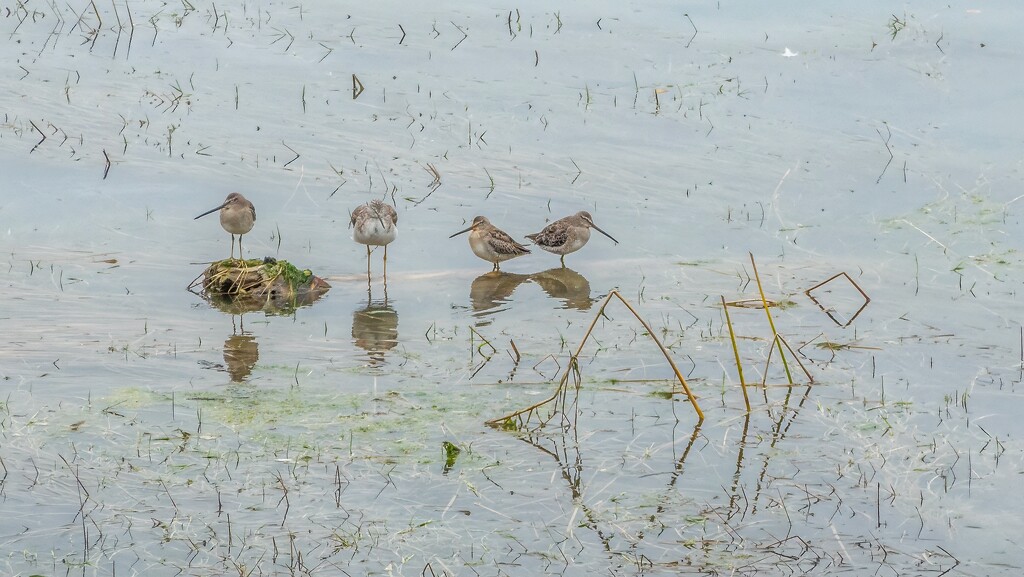 Long Billed Dowitcher by cdcook48