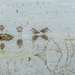 Long Billed Dowitcher