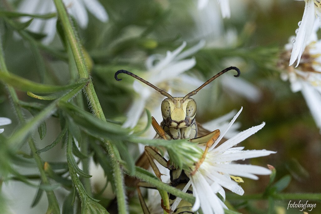 Who's lurking in your flowers by fayefaye