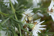 22nd Sep 2024 - Who's lurking in your flowers