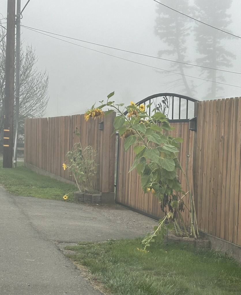 Sunflowers in fog by pandorasecho