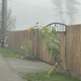 Sunflowers in fog