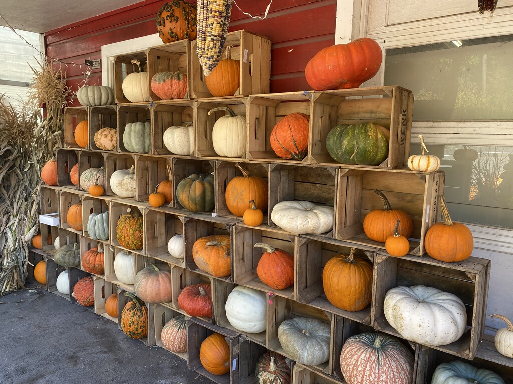 Pumpkin Wall at Black Horse Farms by mtb24