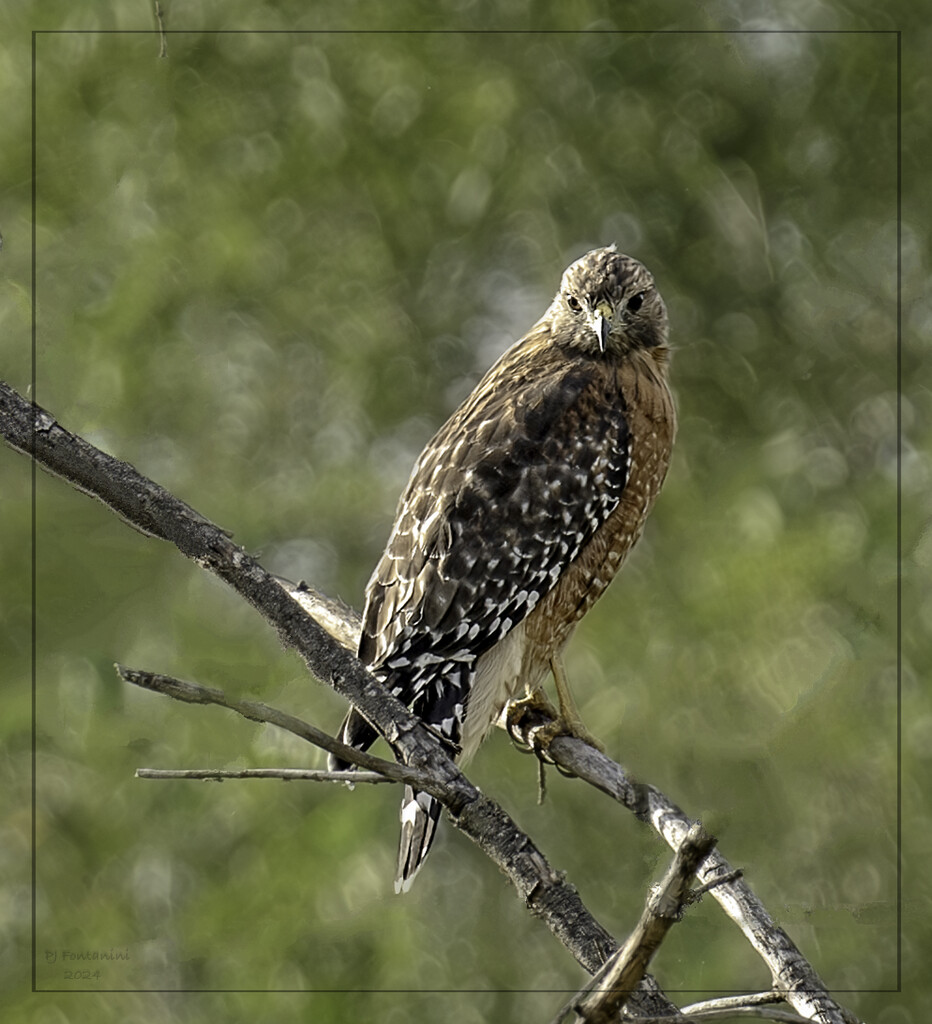 Red-Shouldered Hawk by bluemoon