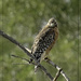 Red-Shouldered Hawk