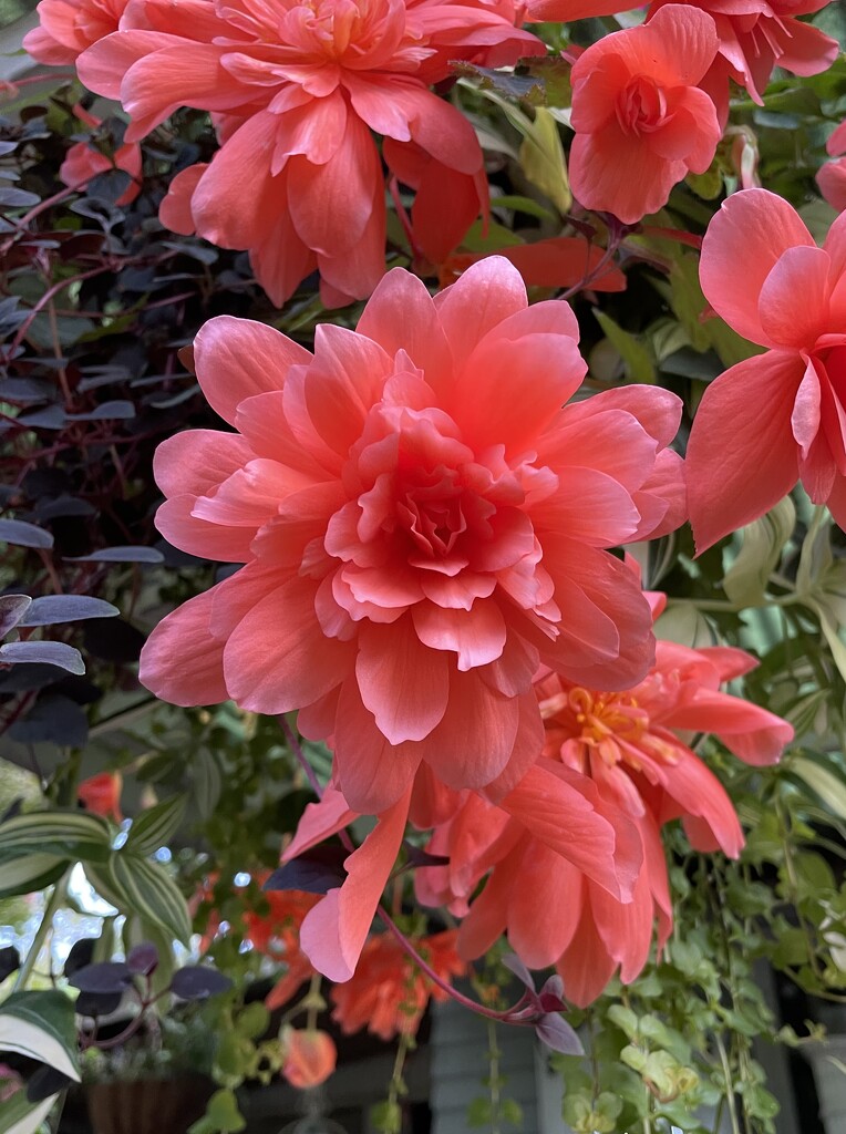 My favorite trailing Begonia by am2584