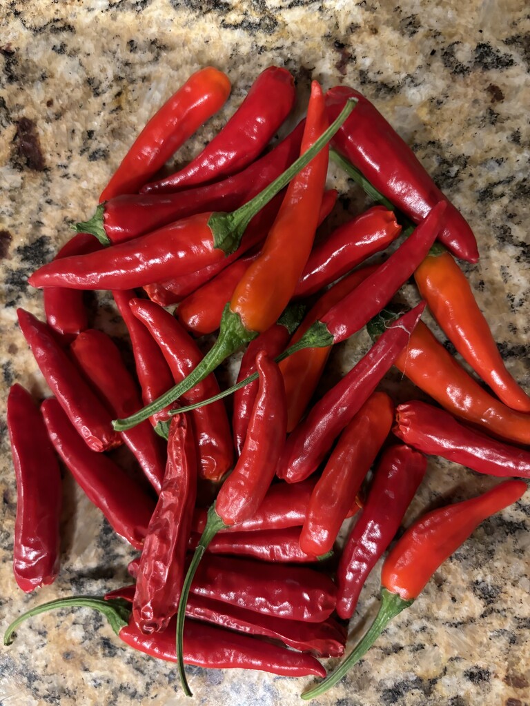 Red peppers from the garden by pirish