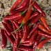 Red peppers from the garden